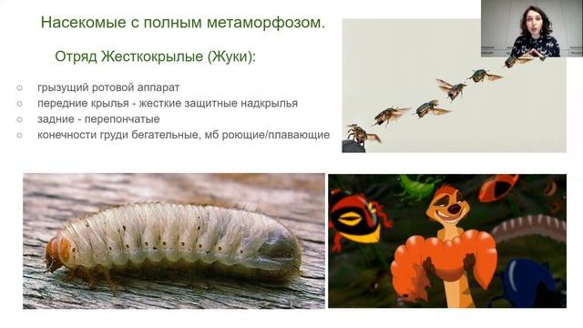 Урок "Многообразие насекомых" - ЦТ, ЕГЭ, ЗНО смотреть онлайн