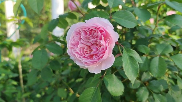 Розы в саду. Продолжение. Июнь 2021. смотреть онлайн