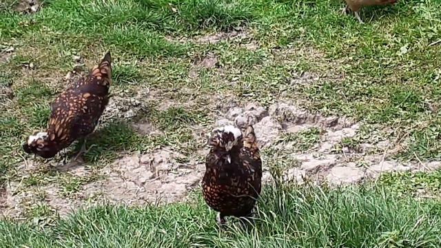 кури Кохинхин кури Падуан смотреть онлайн