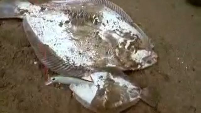 David con papa y tio sacando lenguados grandes y chicos смотреть онлайн