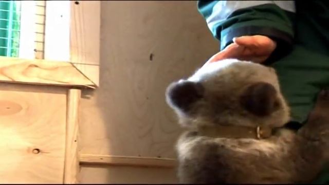 В уфимском вольере родился бурый медвежонок смотреть онлайн