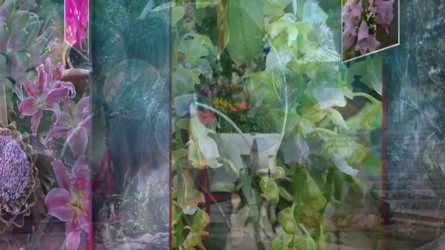 Цветы Вьетнама смотреть онлайн