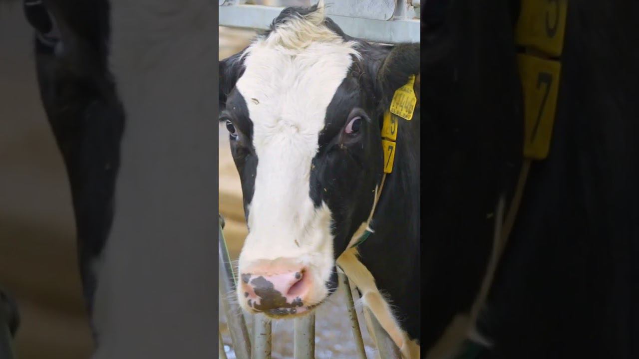 Как работается на племзаводе? #животноводство #сельскоехозяйство #село #молоко смотреть онлайн