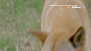 Тайны дикой природы Австралии : Динго 4K
