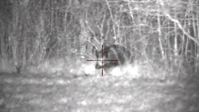 16. Pulsar Digisight Ultra N455 LRF wild boar hunting смотреть онлайн