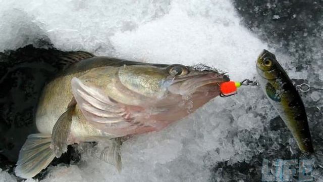 Как наловить гору судака зимой? Балансир, блесна, силикон! смотреть онлайн