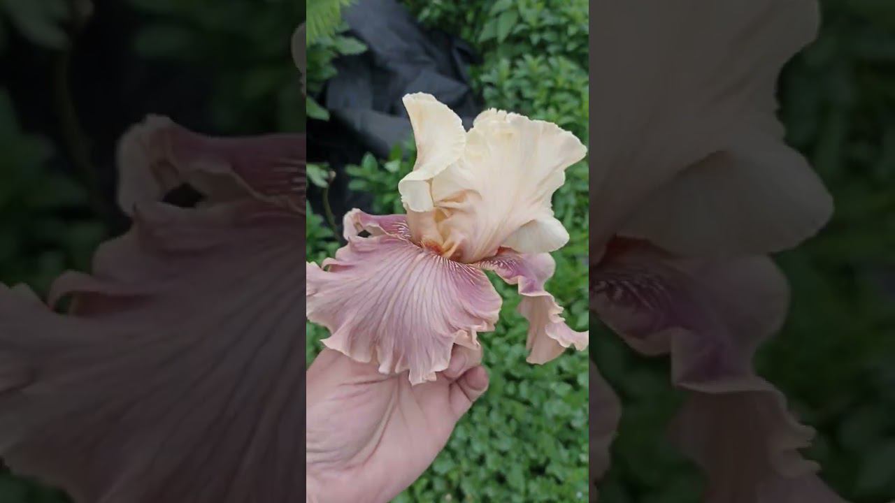 "Воздушный поцелуй" в этом ирисе я считаю идеально сочетается все сеянец моей селекции. смотреть онлайн