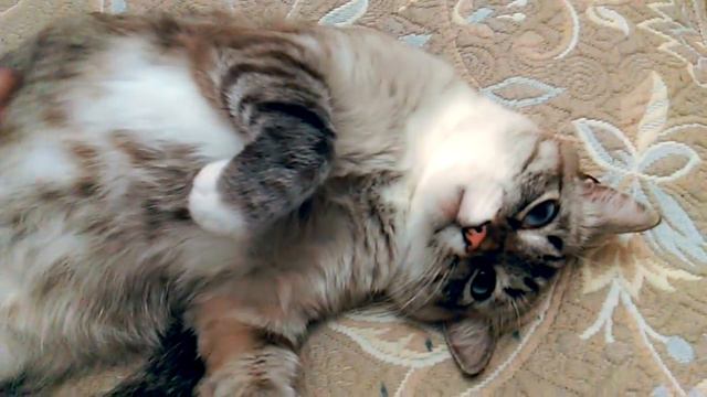 Белка - честный кот смотреть онлайн
