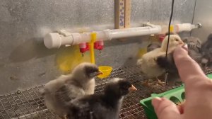 Ниппельная поилка - быстро цыплята разобрались ?