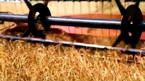 Тимур Пряхин - БЕЛАЯ РУСЬ 🇧🇾