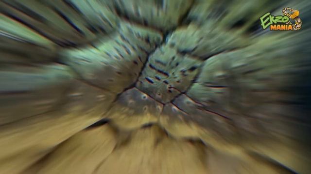 КАК ПОСТАВИТЬ КАПЕЛЬНИЦУ КРОКОДИЛУ/Я ЗНАЮ - ТЫ ХОЧЕШЬ МЕНЯ СЪЕСТЬ смотреть онлайн