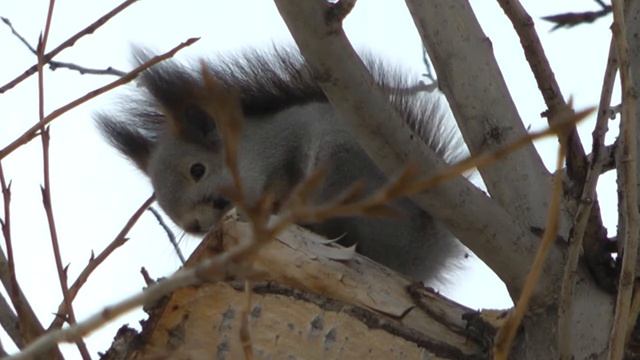 Как спит белка, пушистая устроила тихий час смотреть онлайн