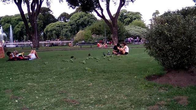 Попугаи в парке Буэнос-айреса смотреть онлайн