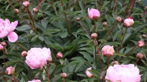 Germaine Bigot | R2 Flowers BV | Peonies