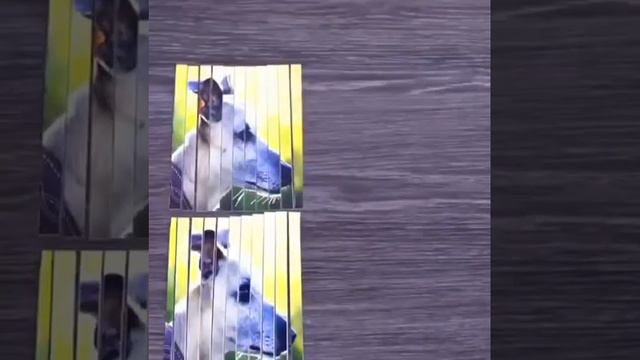 Lifehack - Фокус с фотографией собаки - Lifehack - A trick with a photo of a dog - Lifehack-与狗的照片一招 смотреть онлайн