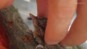 Спасение птенца скворца. Чем кормить выпавшего с гнезда птенчика