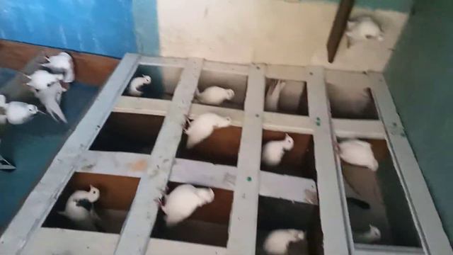 голуби валуйки смотреть онлайн