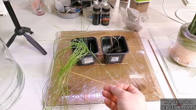 Сопротивляемость растений благодаря Торфяной вытяжке. Торфяная эмульсия.