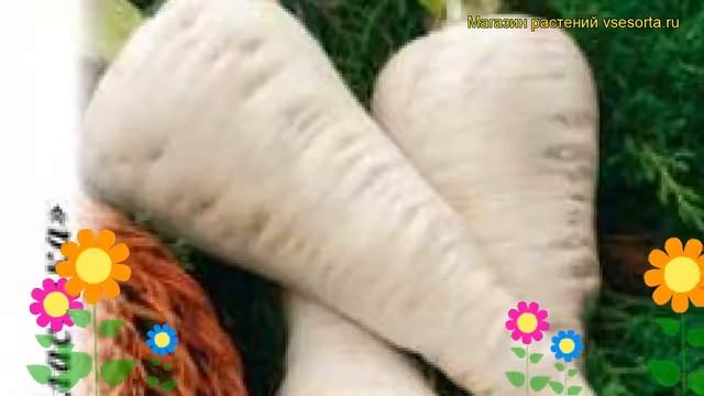 Пастернак Кулинар. Краткий обзор, описание характеристик, где купить семена pastinaca sativa смотреть онлайн