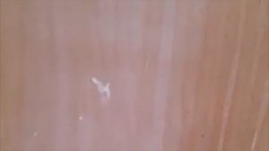 Механическое распыление обойного клея безвоздушкой ASPRO 2700 окрасочным аппаратом.