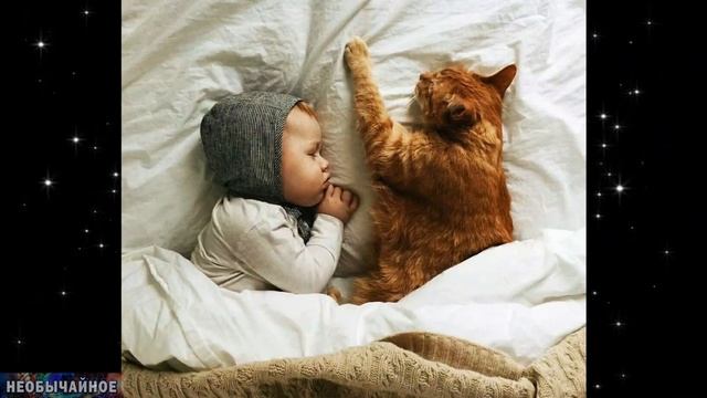 Почему Кошки Спят в Кроватке с Детьми? ¤ НЕОБЫЧАЙНОЕ смотреть онлайн