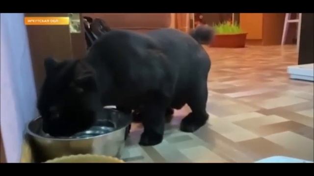 Кот Васька защищает хозяев смотреть онлайн