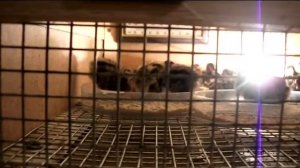 Сетка 10x10 в брудере для суточных перепелов