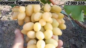 НОВИНКА!!! ГФ. Винограда АРИЯ (Калугин В.М.).