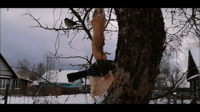 Какие птицы остаются зимовать?/Интересные факты о синицах. Which birds stay for the winter? Tits. смотреть онлайн