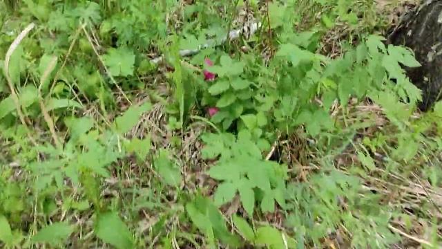 Заповедные сибирские орхидеи (04.06.2021) - часть 5 смотреть онлайн