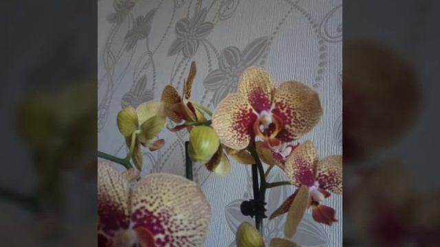 Моя красавица Орхидея _ Phalaenopsis Charmer or Phalaenopsis Elegant Karin Aloha? смотреть онлайн