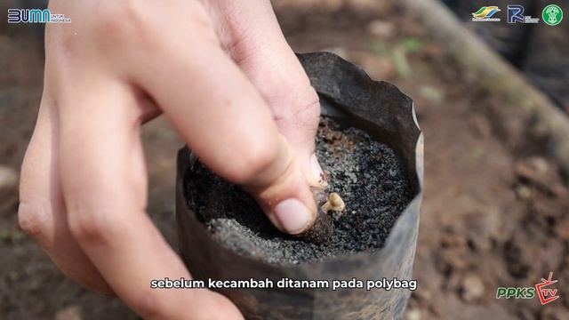 STOP! Ancaman Ganoderma Harus Dilawan Sejak Dini смотреть онлайн