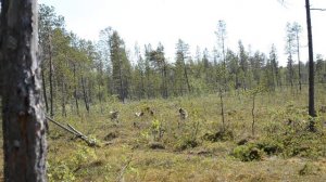 Притравка лаек на медведя