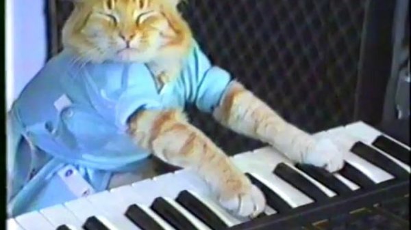 Keyboard Cat