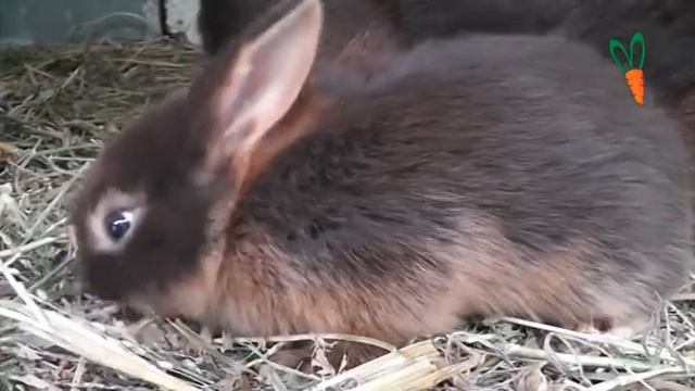 Огненная Гавана смотреть онлайн