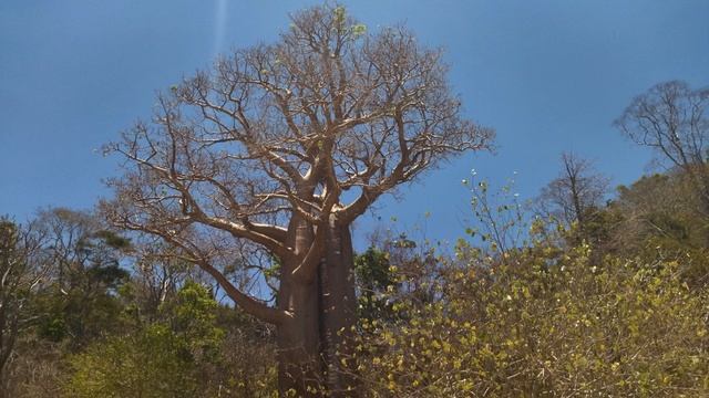 Sailing Madagascar | 10 anchorages | Finding Lemurs l Sand Cay l West Coast of Madagascar | EP5 смотреть онлайн