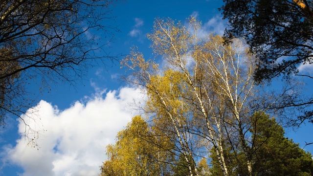 Белый шум городского леса. Национальный парк Лосиный остров Дендропарк / аудио звуки zoom H5 смотреть онлайн