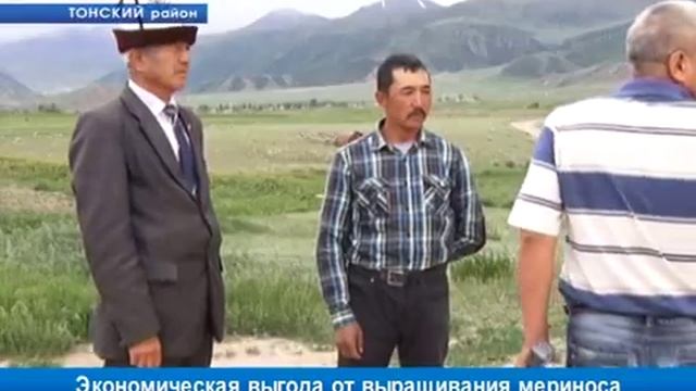 Какова выгода от выращивания мериноса? смотреть онлайн