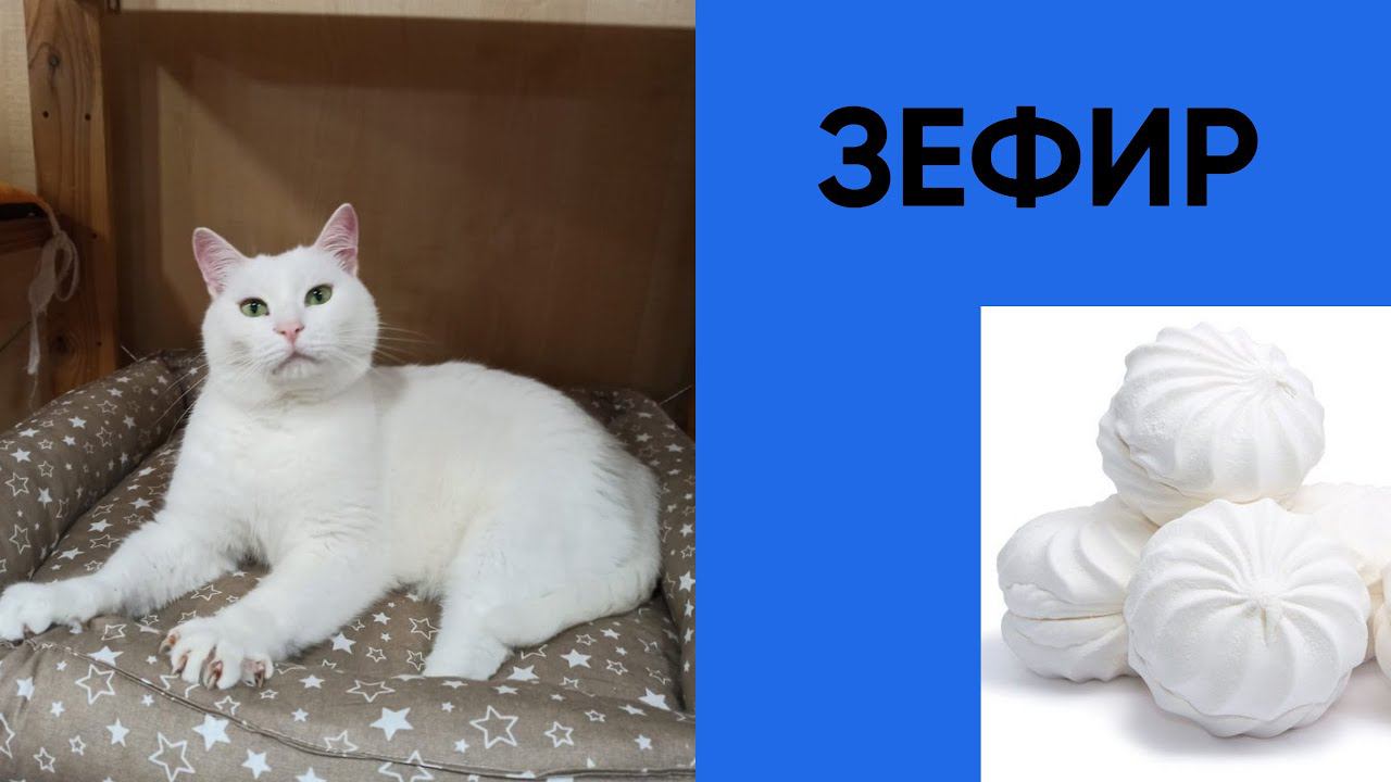 Наш Зефир (our Cat Zefir)