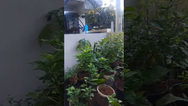 Hibiscus yellow double petal most beautiful flower смотреть онлайн