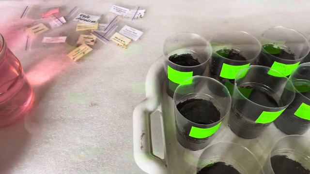 Посій так томати і будеш радіти сходам! смотреть онлайн