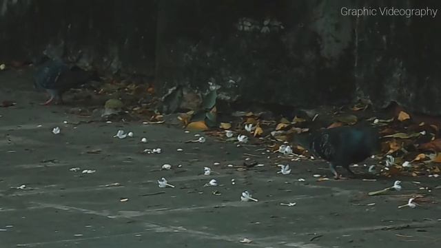 ichapur Nawabganj videograph(nikon Coolpix L340) смотреть онлайн