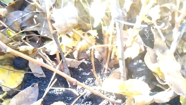 Как сохранить купленные виноградные саженци до весны если нет возможности их посадить осенью смотреть онлайн