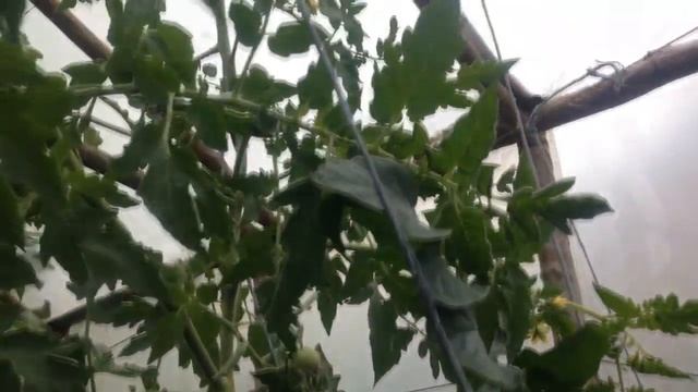 ВЫРАЩИВАНИЕ ТОМАТОВ. КАК УСКОРИТЬ СОЗРЕВАНИЕ ТОМАТОВ смотреть онлайн