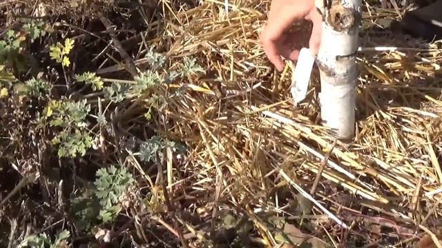 Бомбическая будет смородина! смотреть онлайн