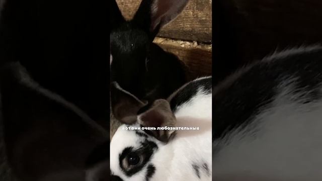 Ферму посещают много детей. Эко-ферма. смотреть онлайн