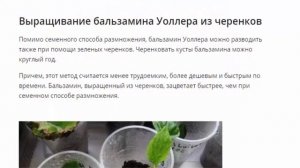 Бальзамин Уоллера, посадка и уход в открытом грунте