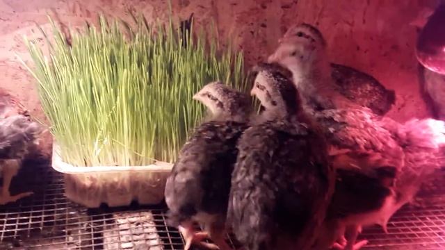 Куры борковские барвистые смотреть онлайн