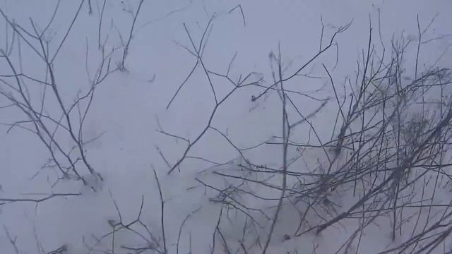 добрал подранка(заяц)