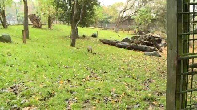 Agouti & Pudu's at Edinburgh Zoo смотреть онлайн